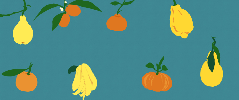 Ausstellung Citrus im Palmengarten